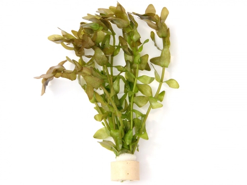 Carolina-Fettblatt - Bacopa carolineana TR